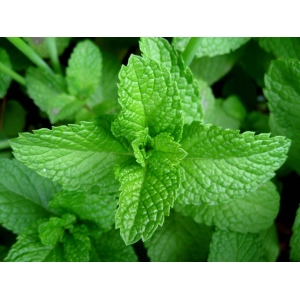 AROMATICHE MENTA 30 G.